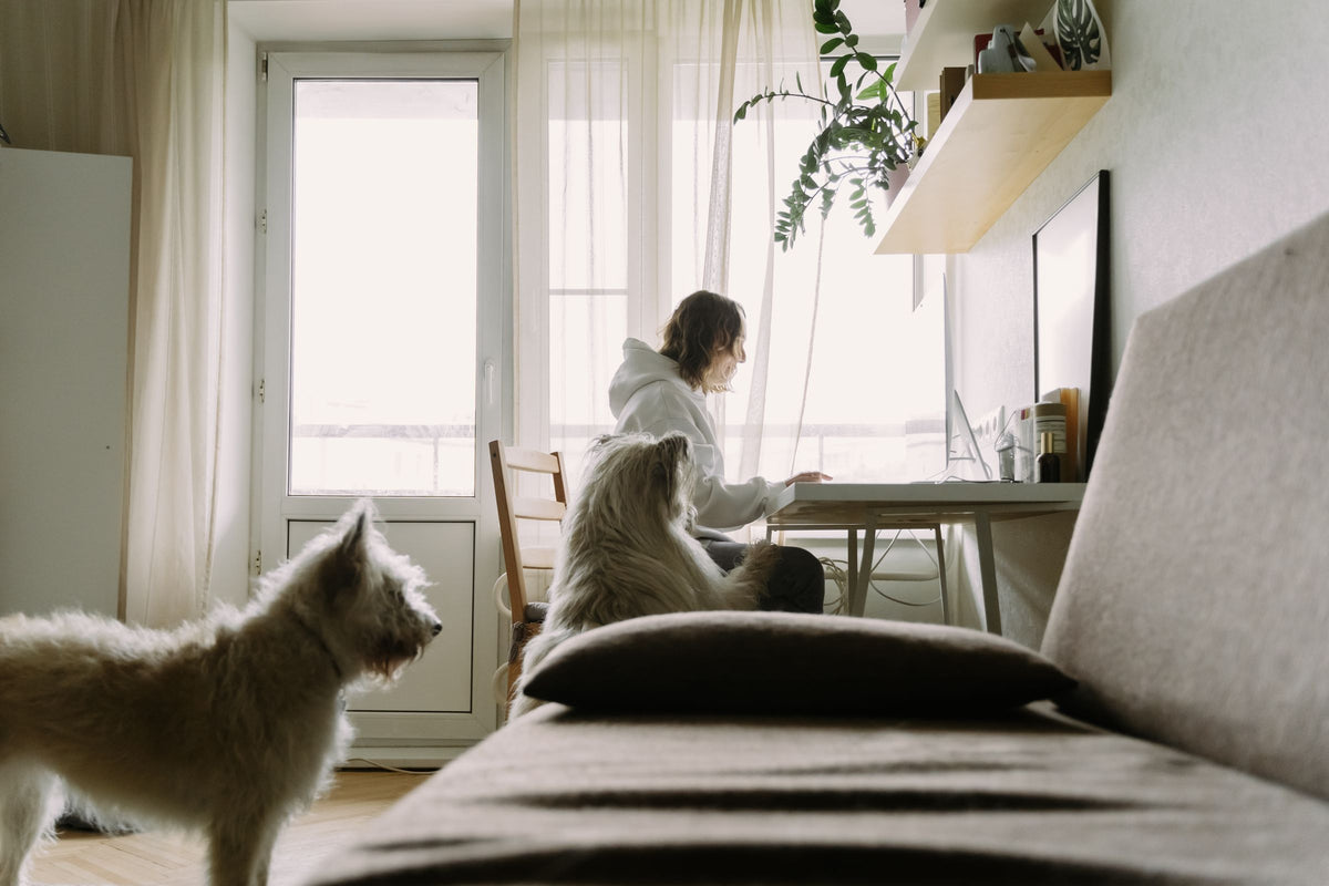 Appartement lumineux, une femme et son chien