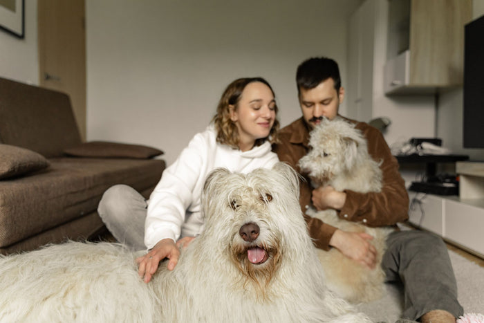 Couple assis sur le tapis avec leurs chiens